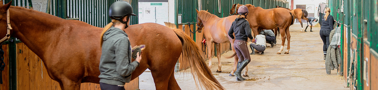 Animateur d’équitation (AE)