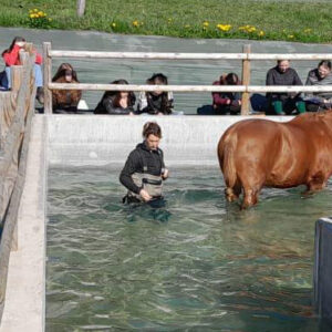 Les CAPA 1 découvrent la balnéothérapie équine